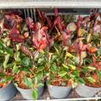 Červienka Fraserova (Photinia × fraseri) ´RED ROBIN´ - výška 20-30 cm, kont. C2L